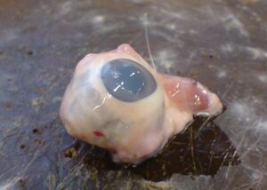 Das Auge des Hazimel